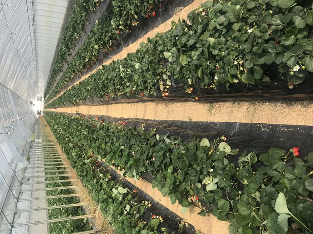 ���݂��炪����C������܂���ł����I_��c�_��(2024�N�V�[�Y���x��)