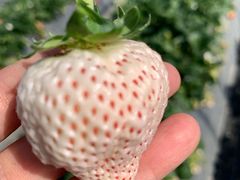 Ȃ̃Xgx[h}ւ̓eʐ^1