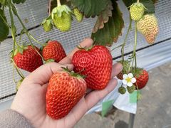 傤̃||RXgx[(Pon Pon YAMA Strawberry)ւ̓eʐ^1