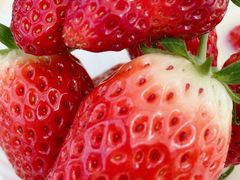 ɂႨ񂱂Eitoku Farm  y舤`Ƃȁ`zւ̓eʐ^2