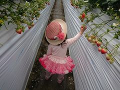 肦SEN's Berry Farmւ̓eʐ^1