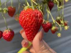 ݂邭̐V񂾔_ȉւ̓eʐ^1