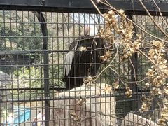 マイＢＯＯさんの野毛山動物園への投稿写真1