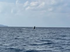 [Ȃ̃_CrOVbv@lCeBuV[ւ̓eʐ^1