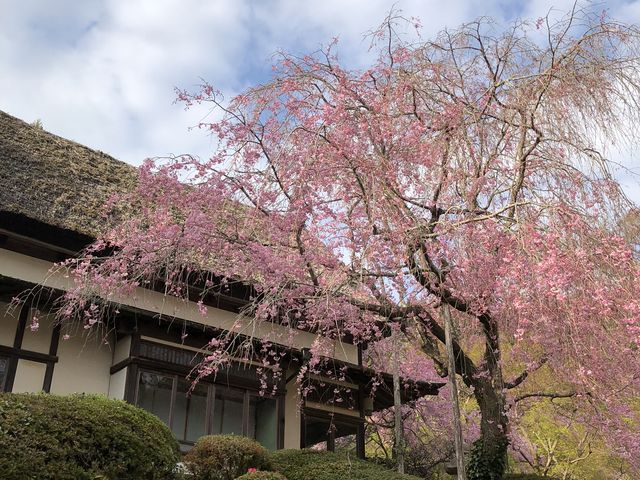 �}����~���Ƃ��Ă��Y��ł����B�c�c�W�̎�������i�ł��B_�z�����p�فE�d�F��