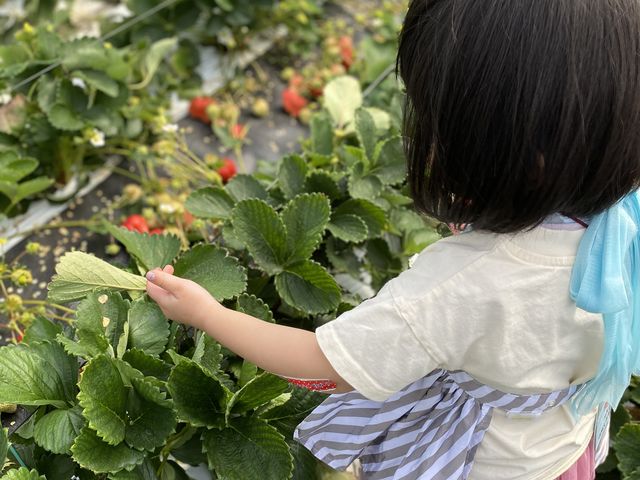 �����Ȏq���ł���������I�ׂ�A�Ⴂ���܂�����������܂����B
�����͗����傫���Ďq���B�͑��тł���_�_�Y���������L�삭�����̑�