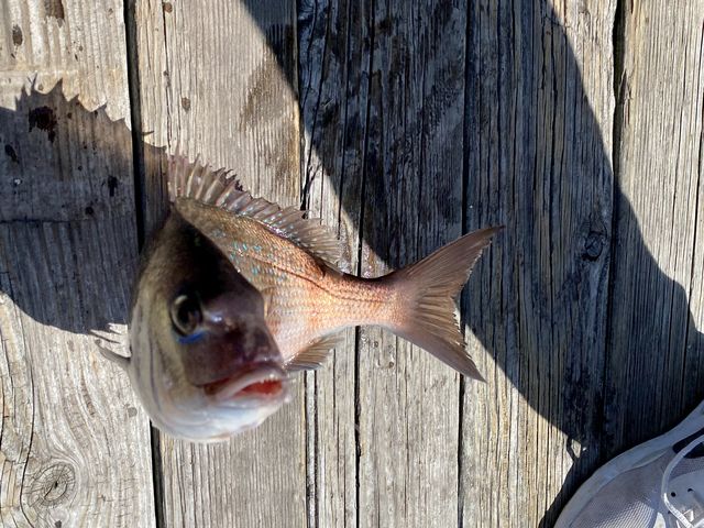 �ꎞ�ԓ��Ƀ^�C��C�A�A�W�O�C�܂ŁB���ߕ��̓^�C��C1650�~�A�A�W550�~�Ȃ�_�C��ނ�x�����]