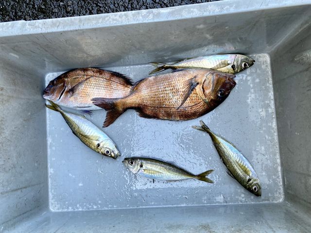 �^�C��C�A�A�W�l�C�ނ�܂���_�C��ނ�x�����]