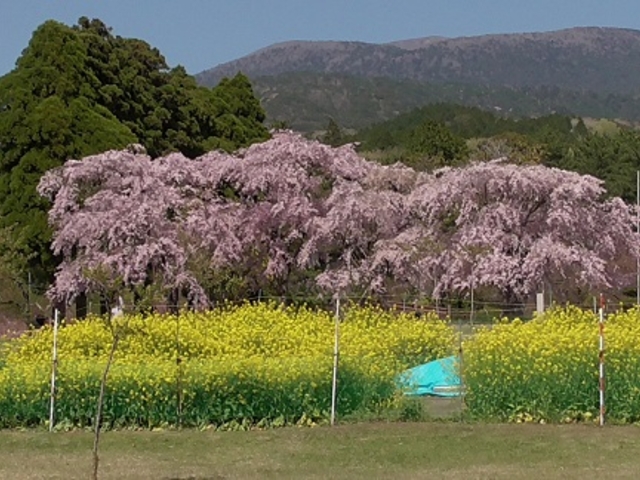 ���݂�������̖������������x�{�n�̍��̓��e�ʐ^1