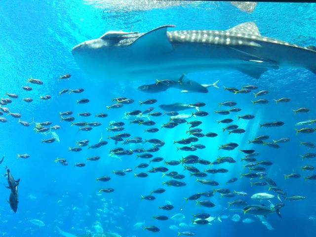 吅͈łB݂iXXXB_ЃW{cA[Y