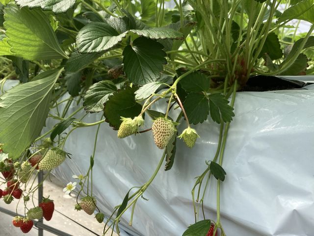 ���������B_�n糂�������