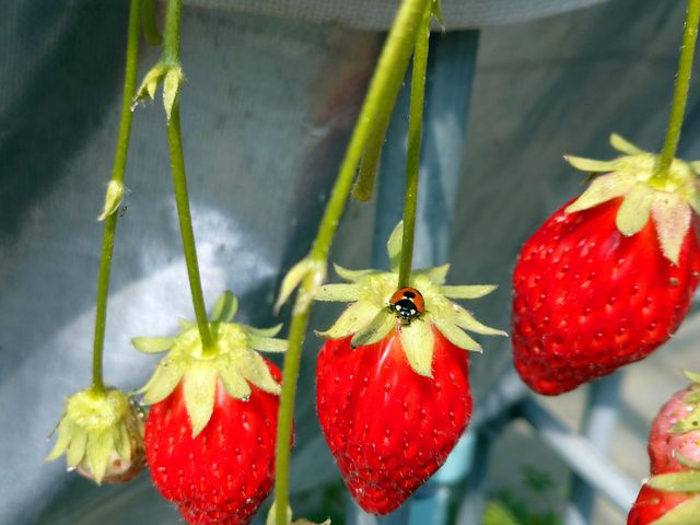 �Ă�Ƃ�����~�c�o�`�����܂���_���c�_��