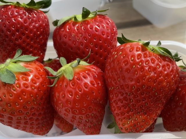 ���܂��܂�����_�������_���������s�A�b�c�@