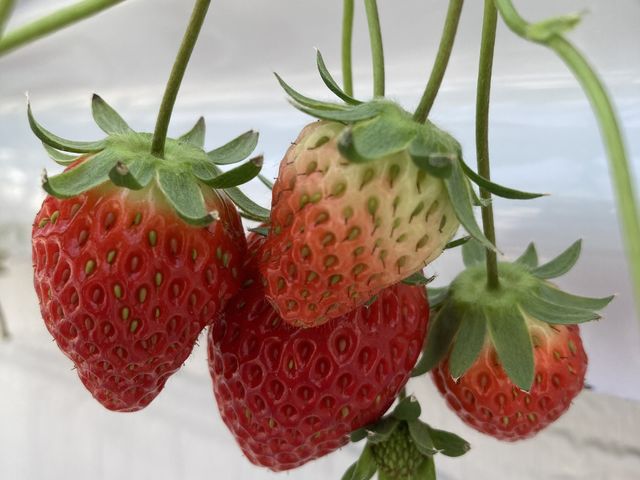 �ǂ���������������ł�_�����̂�������