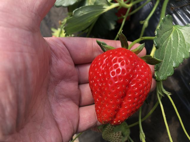 �^�}�S��肨���������B_MASHIKO�@STRAWBERRY�@FARM