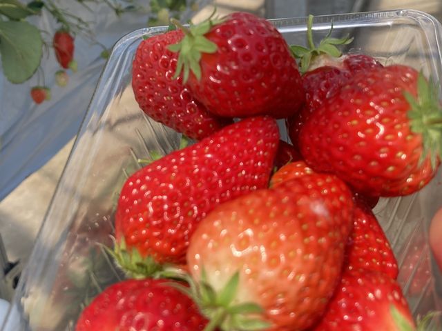 �Y��Ŕ�������䕂���������I_���c�������t�@�[��