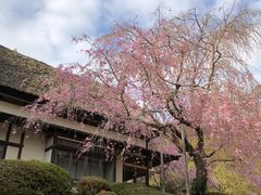 枝垂れ梅がとっても綺麗でした。ツツジの時期も絶景です。_陽光美術館・慧洲園