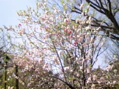 向島百花園の口コミ一覧 じゃらんnet