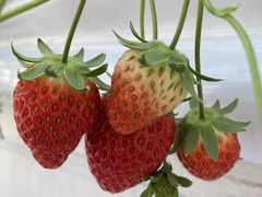 Ȃۂ񂳂̂̂ւ̓eʐ^1