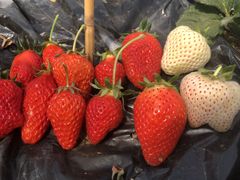 `񂽂񂳂̃Xgx[h}ւ̓eʐ^1