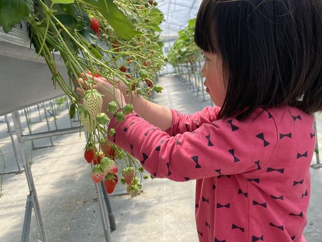 92cm�̖�����l�ō̂�鍂���I_�w���i�E�X�g���x���[�����h