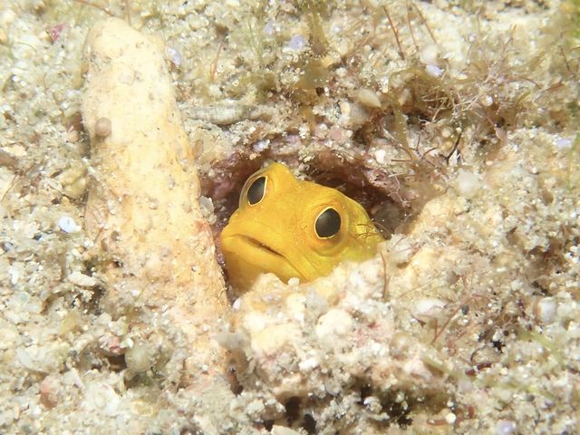 ����ȉ����̂������ł���B_DS natura