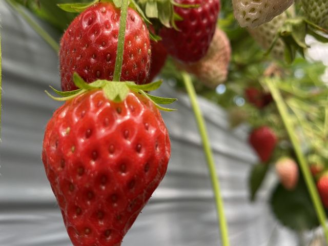 �C�`�S�@�l��ނقǂ���܂��B_�O�����������ّO�c