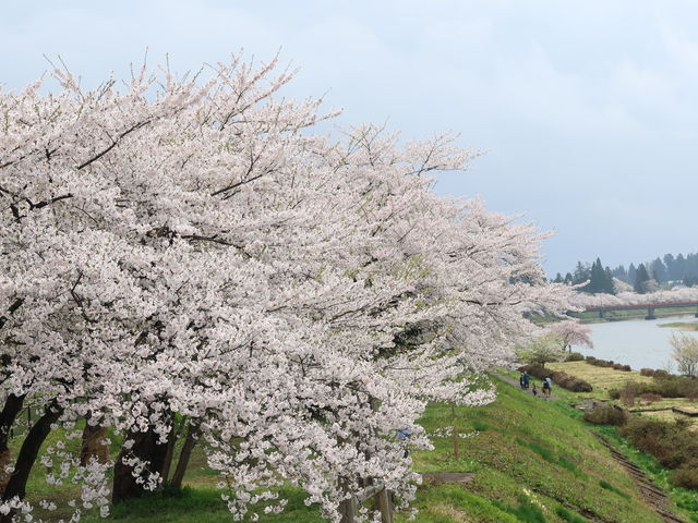 yosshy̕Oؓ̍؂̓eʐ^1