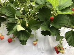 `bs[̃ImEG_`Strawberry Farm gRubyh`ւ̓eʐ^1