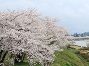 yosshy����̕O�ؓ����̍����؂̓��e�ʐ^1