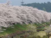 yosshy̕Oؓ̍؂̓eʐ^2