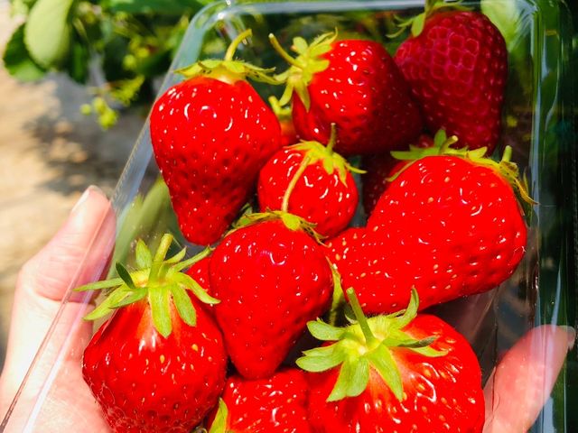 �R����̐^���ԂȂ������A�����ς��E�݂܂����I_���c�������t�@�[��