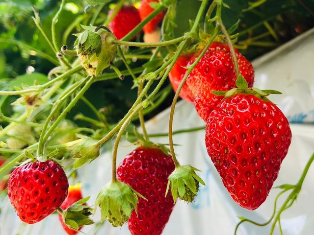 �����������Ȃ���������R�����Ă܂����I_���c�������t�@�[��