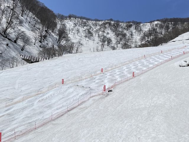 白馬乗鞍温泉スキー場 スキーリフト御優待券（1日リフト券） 1枚