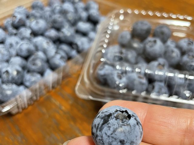 �嗱�̃u���[�x���[_Sachi Blueberry Farm