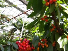 �܂�����g�g������̂������ڎ����_���ւ̓��e�ʐ^1