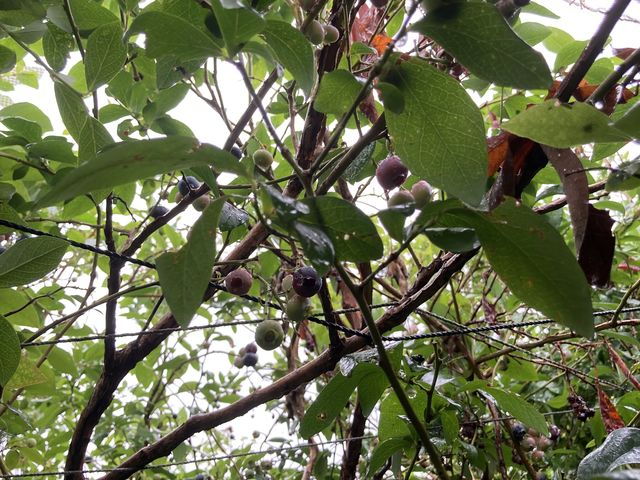 ���Ⴊ��ŕ����g�g���̐��E_�Ђ���u���[�x���[�K�[�f��