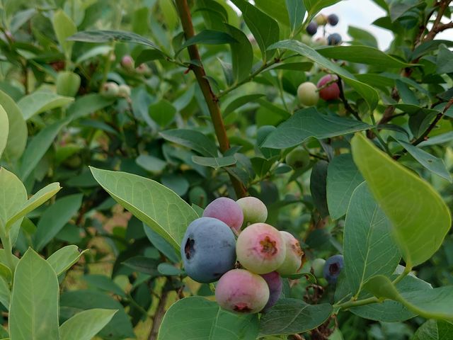 嗱̃u[x[IӏłꗱLCɐFtĂ肵Ă܂BÎ_ςłI__ƒcRu[x[