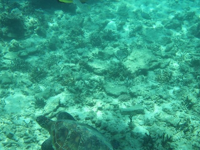 �E�~�K���ׂ̗ŉj����I_��g�ݐؐ�墊C�̗V�я��@�Ȃ��䂭���