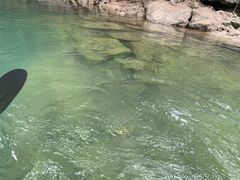 Bluebird Canoeւ̓eʐ^1