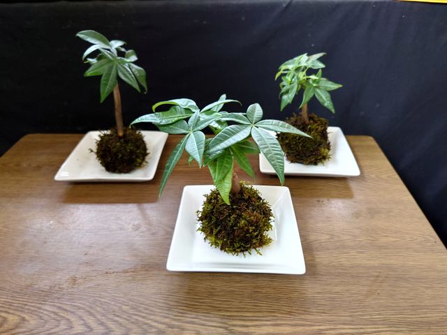 �p�L����I�т܂����I_�ޗǔ����c�[���Y��Waikaru