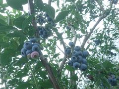 ̂񂳂̃u[x[t@[ق肤ւ̓eʐ^1