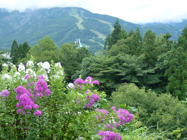 �뉀����̒��]�ł��B_���n�n�C�����h�z�e��