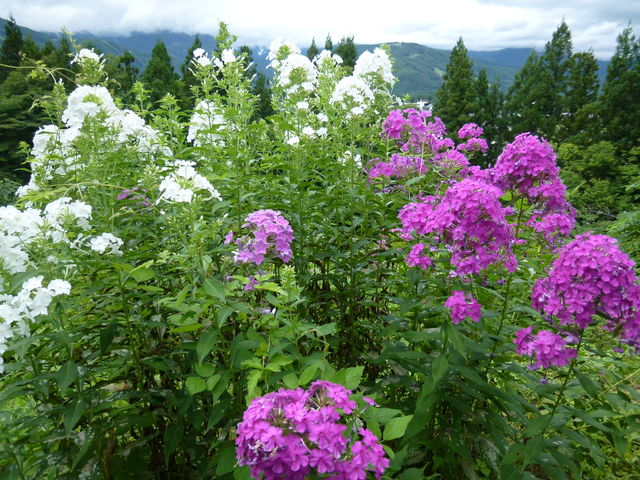 �뉀�̋G�߂̉ԁX�ł��B_���n�n�C�����h�z�e��