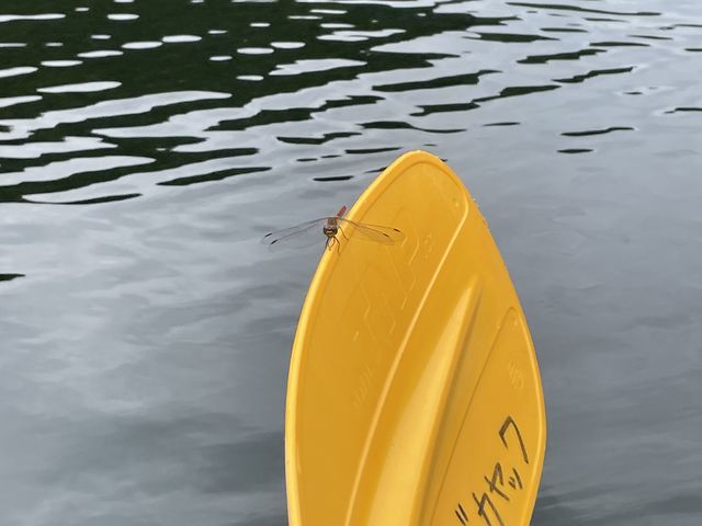 �g���{�����Ă���܂����H_�T�o�C�f�B�J���b�N