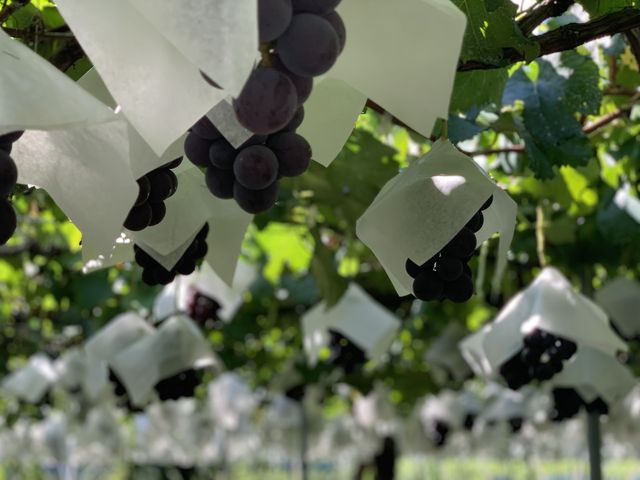 �F���Z���đ傫�ȋ��􂪂�������_������