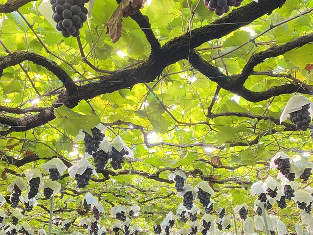 �嗱�̃x���[A�B�ǂ�ɂ��悤�������܂��B_����(���@)�_��(�����s�ό��Ԃǂ��Z���^�[�������x��)