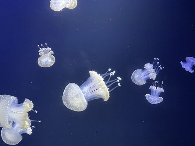 �����N���Q_�߉��s�����ΐ�����