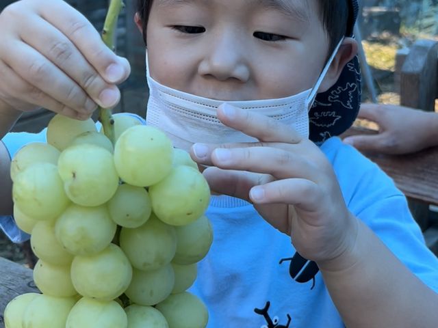 �傫�ȃu�h�E�Ƀr�b�N���I_�ό��ӂ��u�h�E�������q���C�i���[