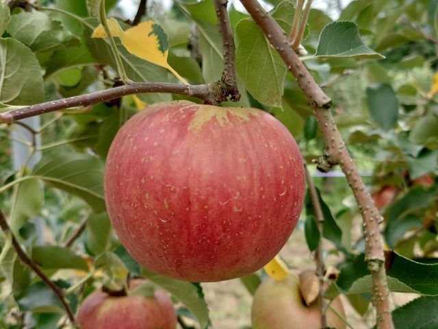 �������������S�̑I�ѕ����N�`���[���Ă��炢�܂����I_�݂Ȃ��݃t���[�c�����h���M�g�[��